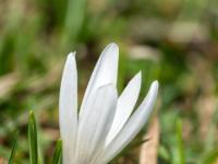 Weiße Krokusblüte auf der Daffnerwald Alm